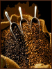 Coffee Bean